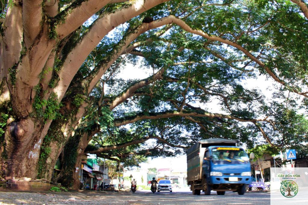 cây ai diệp