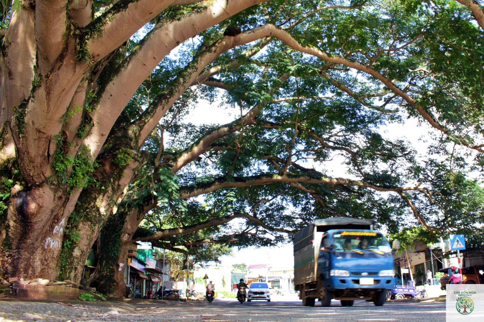 cây ai diệp - Image 1