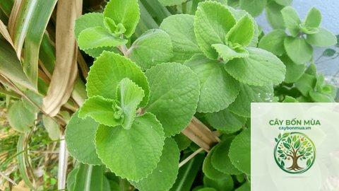 cây ajwain - Image 2