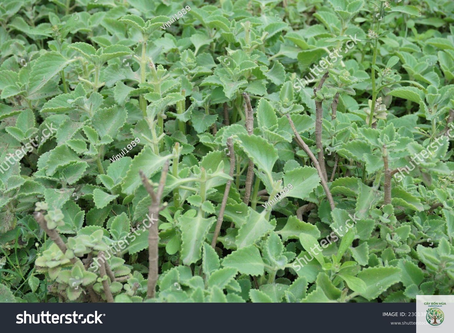 cây ajwain - Image 3
