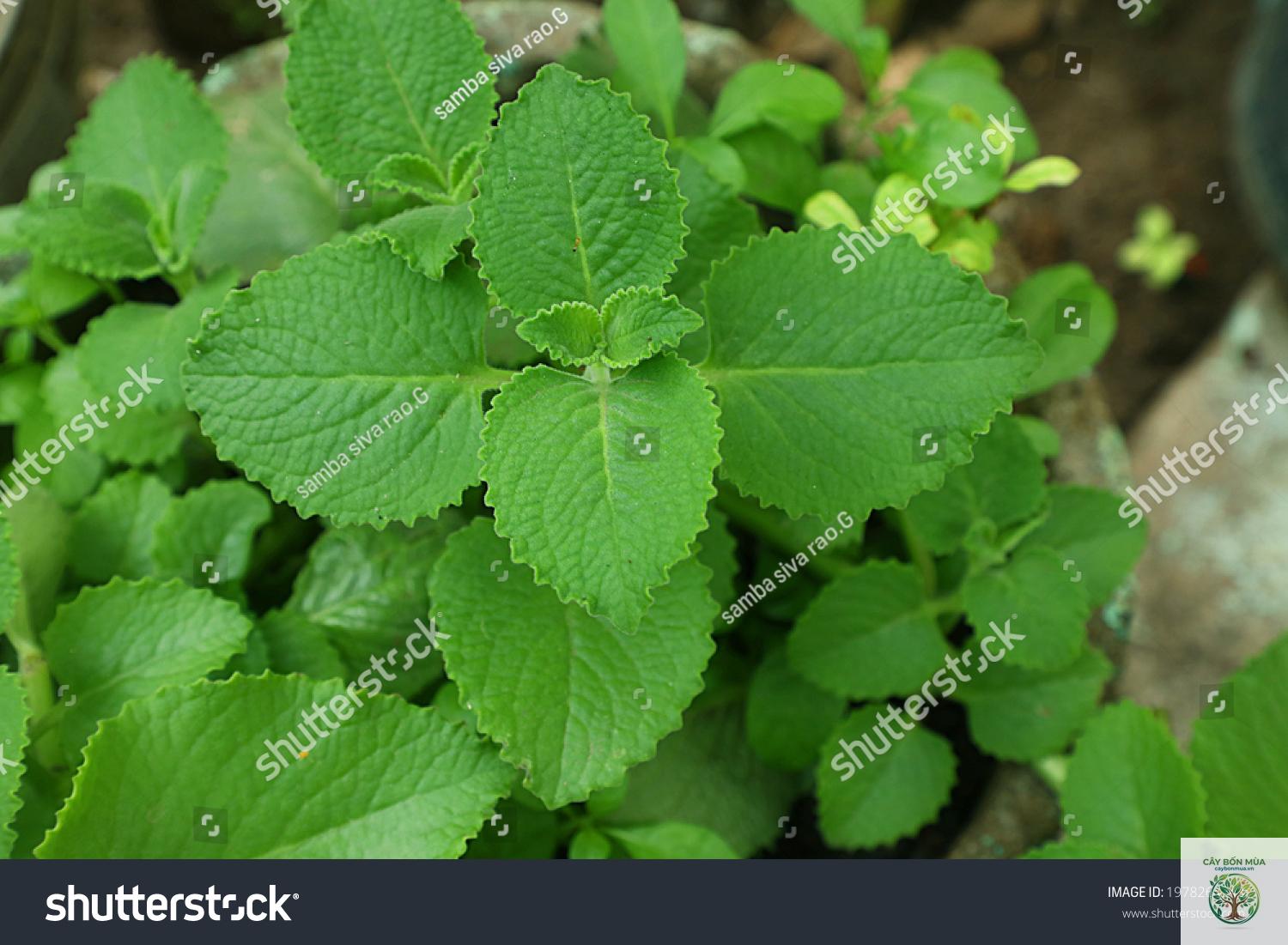 cây ajwain - Image 4