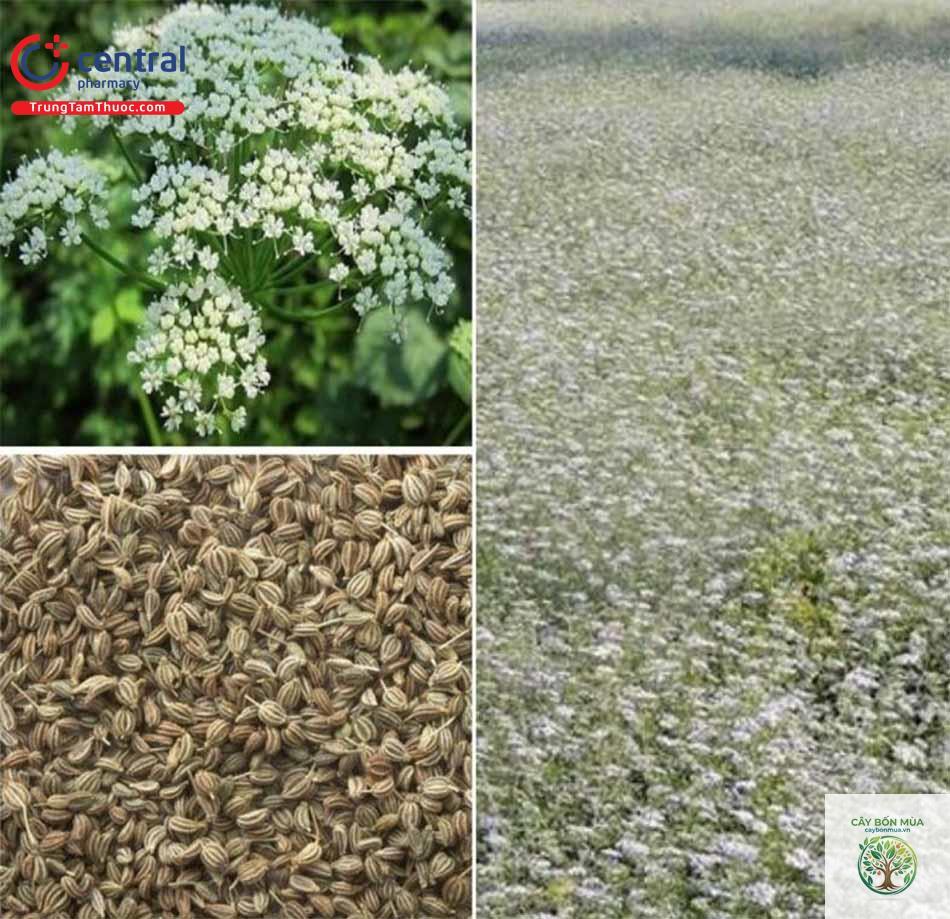 cây ajwain - Image 5