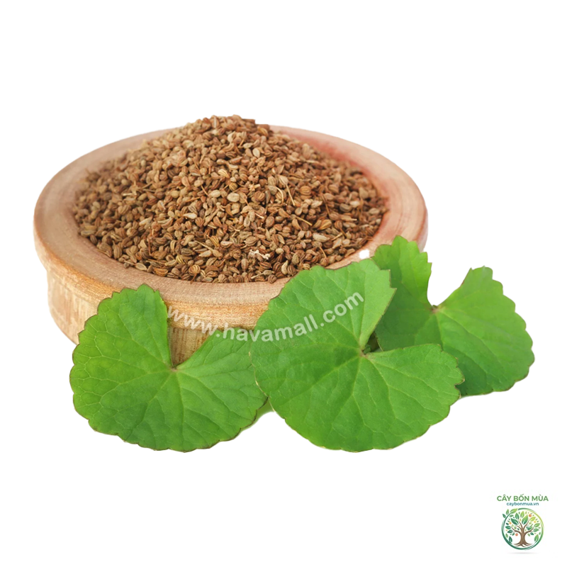 cây ajwain Ấn Độ - Image 3