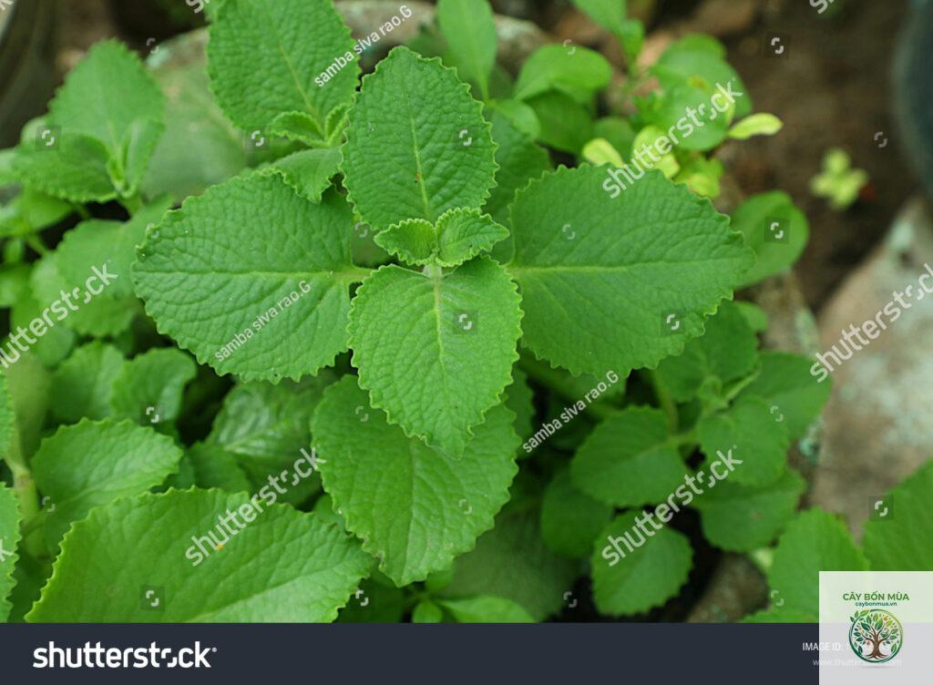 cây ajwain Ba Tư
