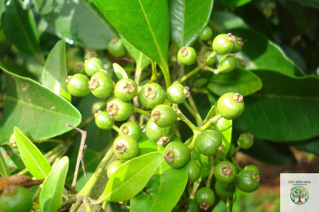 cây allspice - Image 2