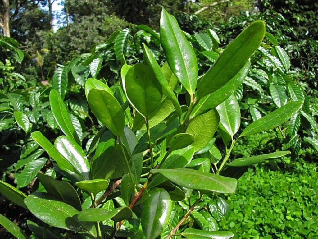 cây allspice - Image 5