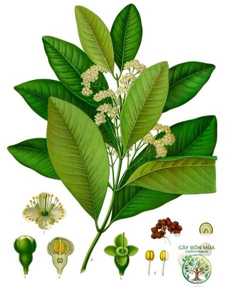 cây allspice