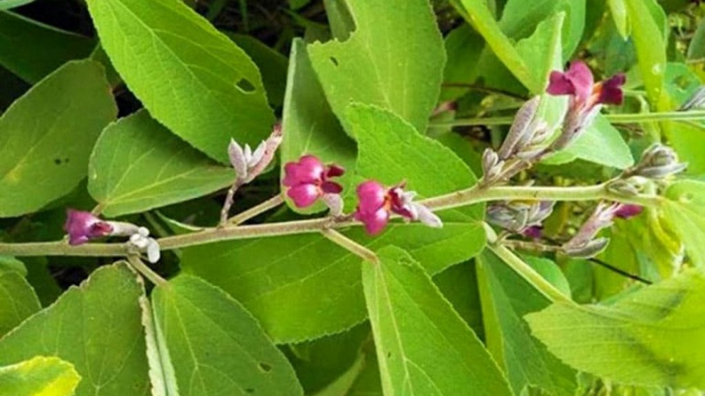 cây an xoa rừng - Image 3