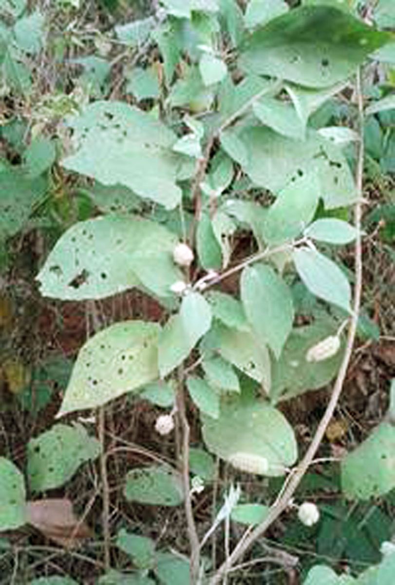 cây an xoa rừng - Image 5