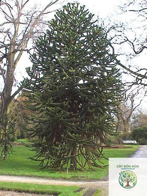 cây araucaria - Image 2