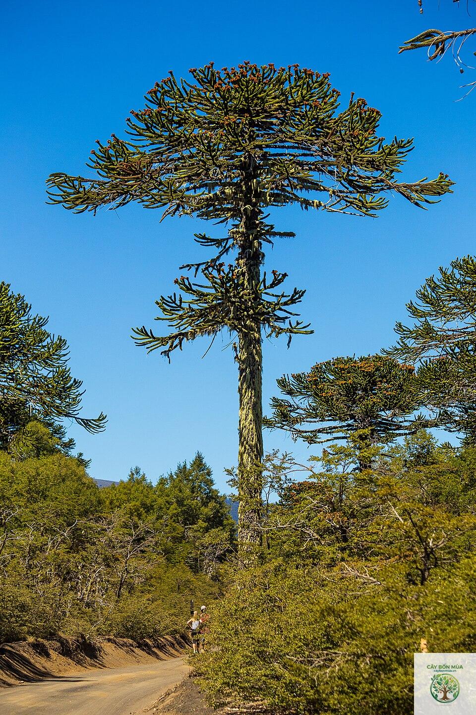 cây araucaria - Image 3