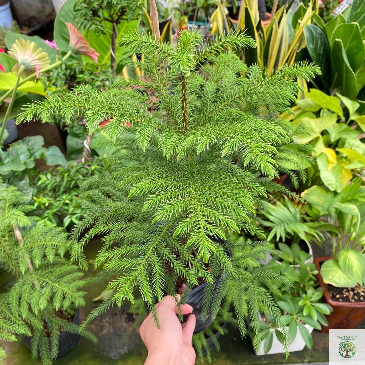 cây araucaria - Image 4