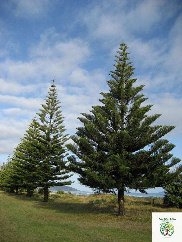 cây araucaria