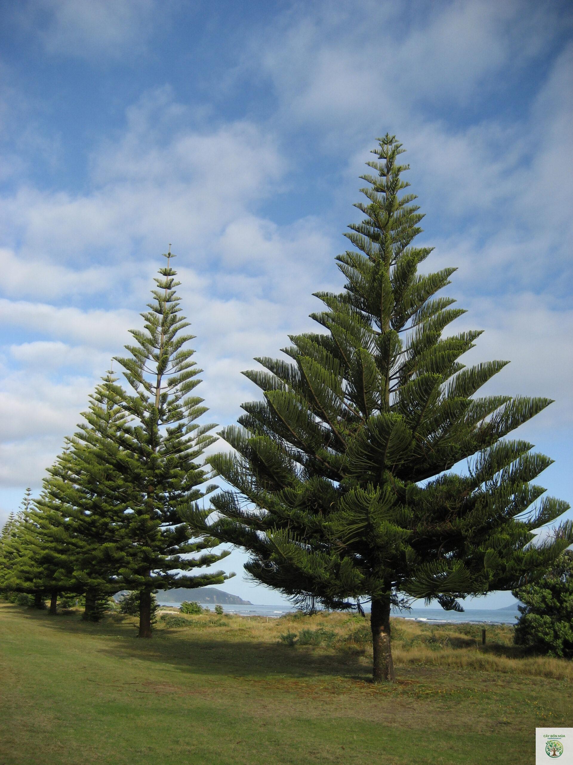 cây araucaria - Image 1