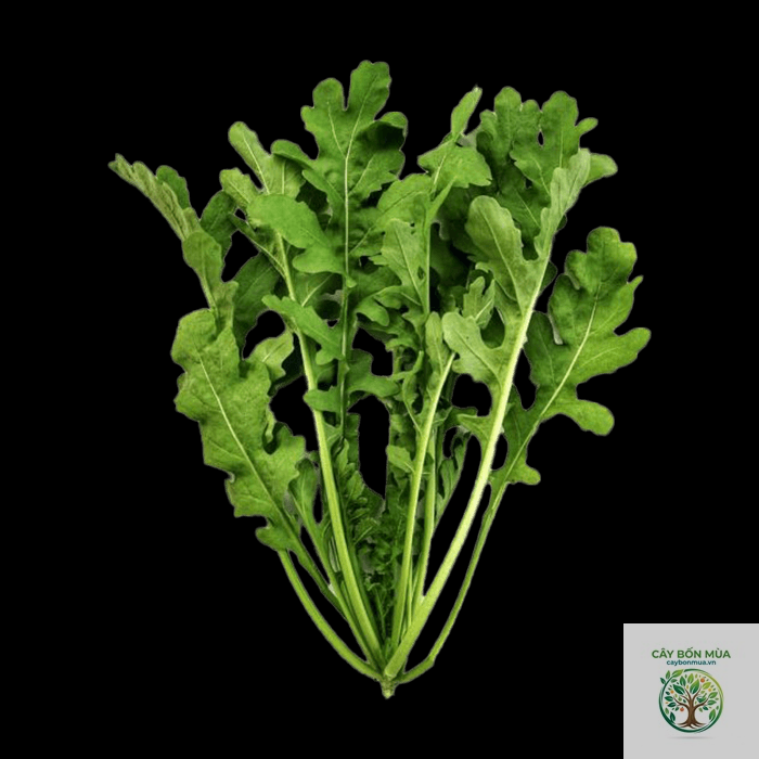 cây arugula - Image 2
