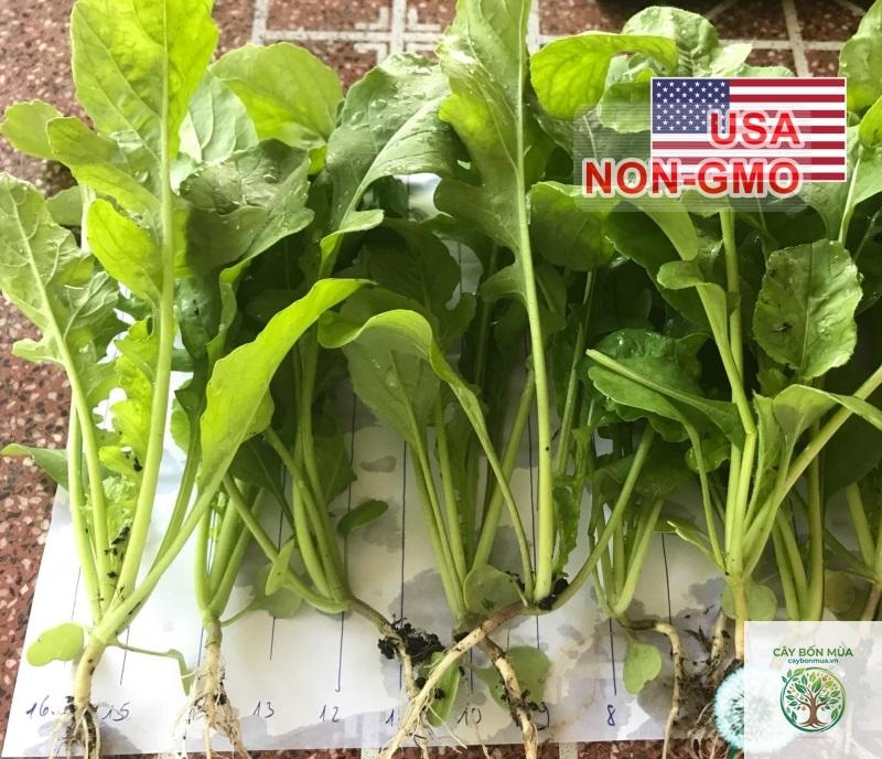 cây arugula - Image 4