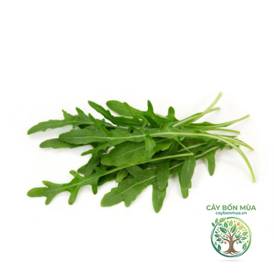 cây arugula - Image 5