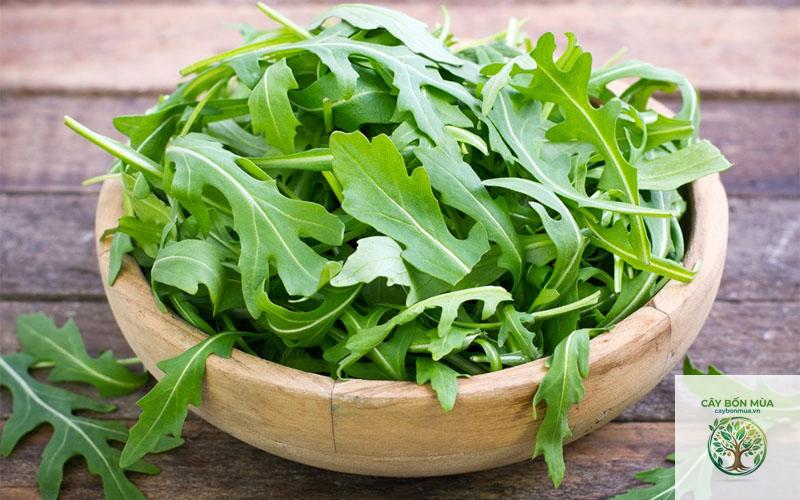 cây arugula