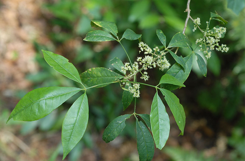 cây ba chạc - Image 2