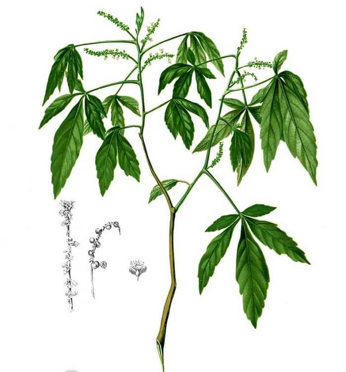 cây ba chạc - Image 3