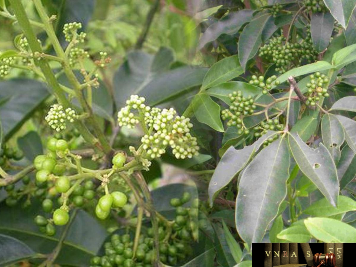 cây ba chạc - Image 4