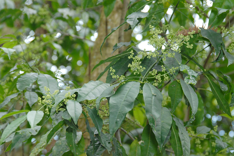 cây ba chạc - Image 5