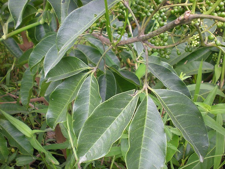 cây ba chạc