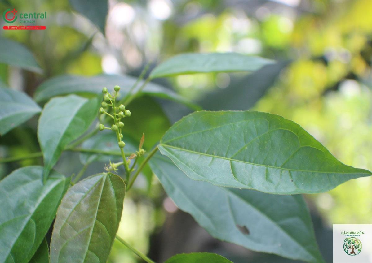 cây ba đậu - Image 5