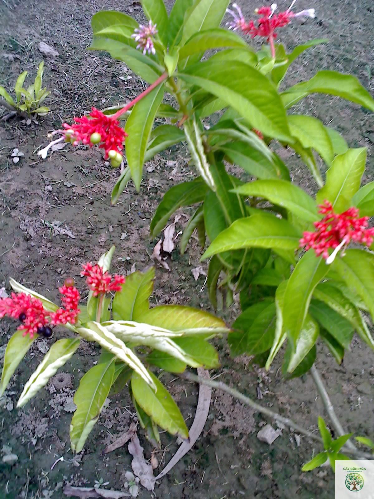 cây ba gạc đỏ - Image 2