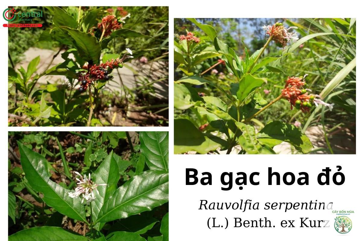 cây ba gạc hoa đỏ - Image 3