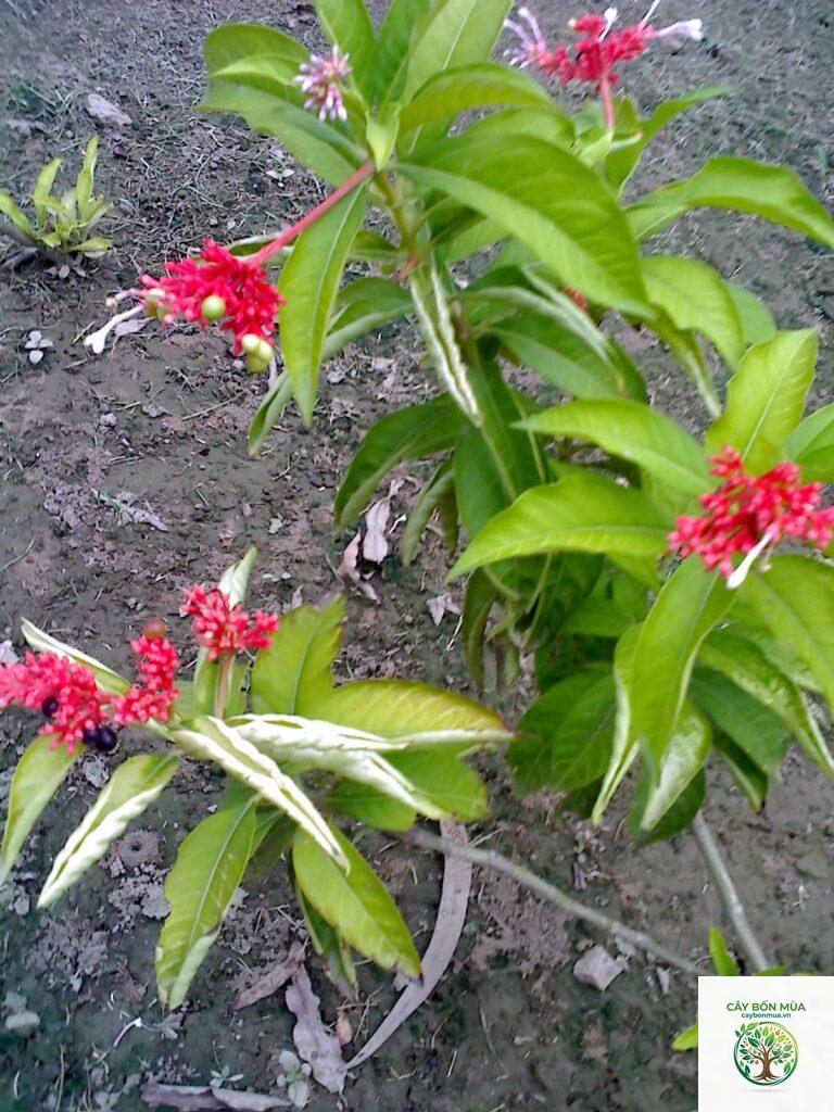 cây ba gạc hoa đỏ