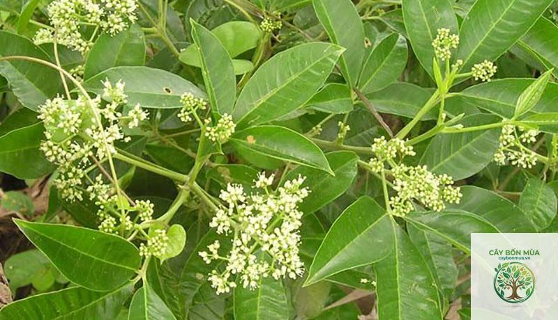 cây ba gạc hoa trắng - Image 4