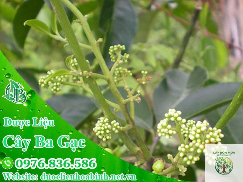 cây ba gạc hoa trắng - Image 5