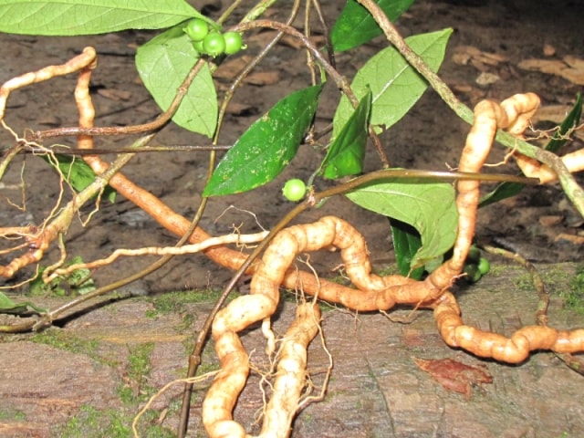 cây ba kích tím - Image 3