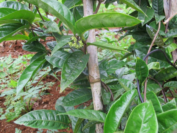 cây ba kích tím - Image 5