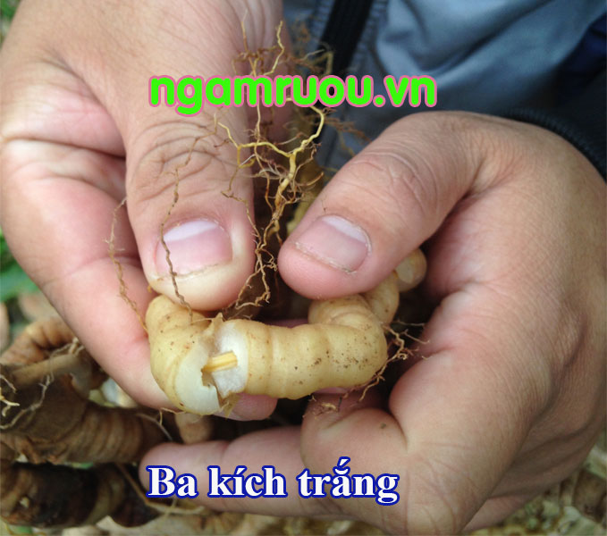 cây ba kích trắng - Image 2