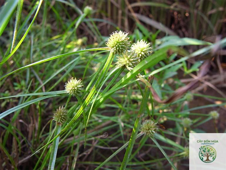 cây bạc đầu - Image 4