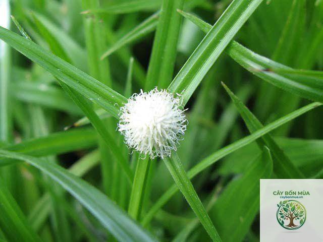 cây bạc đầu