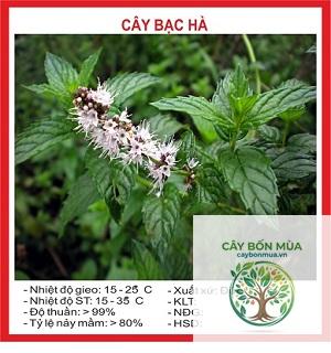 cây bạc hà Ai Cập - Image 5