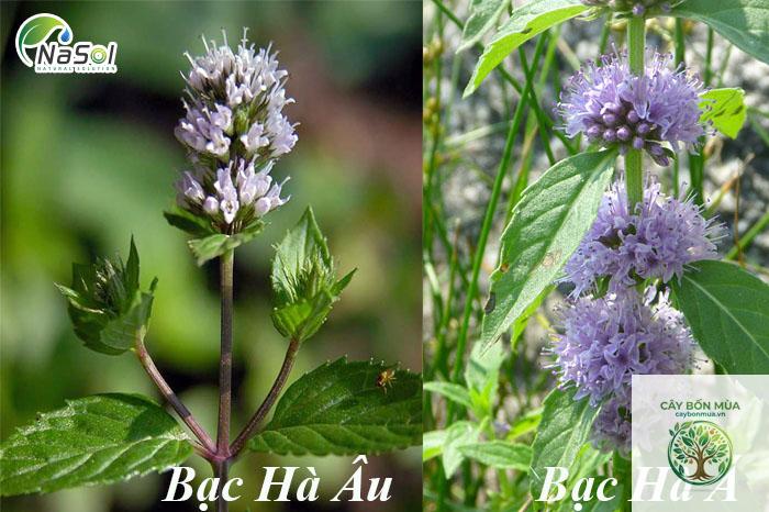 cây bạc hà Âu - Image 4
