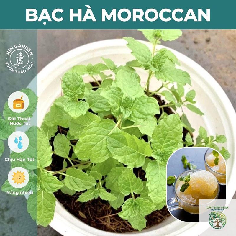 cây bạc hà Maroc