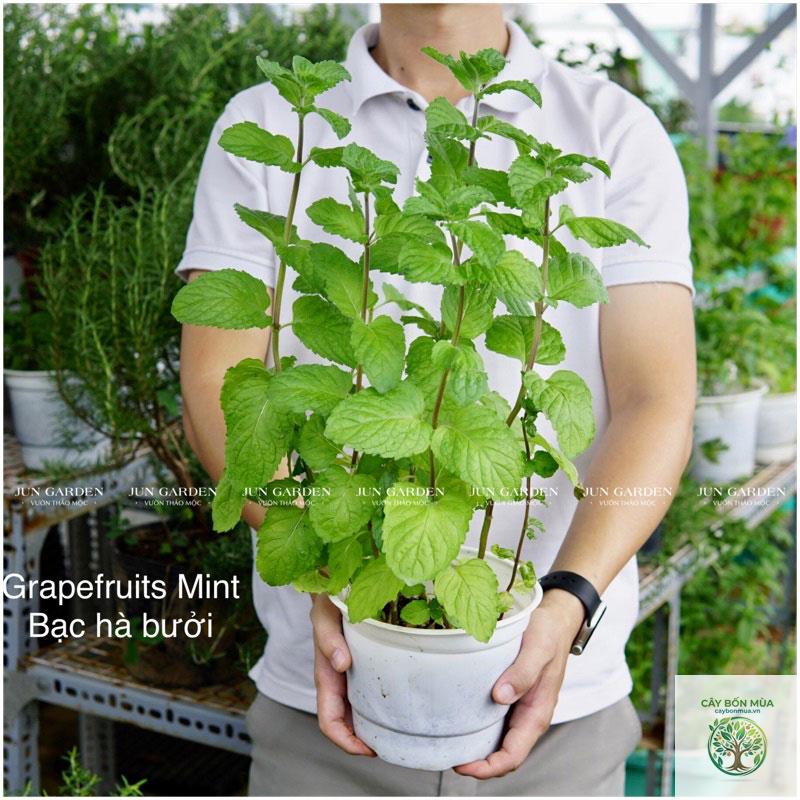 cây bạc hà bưởi - Image 2