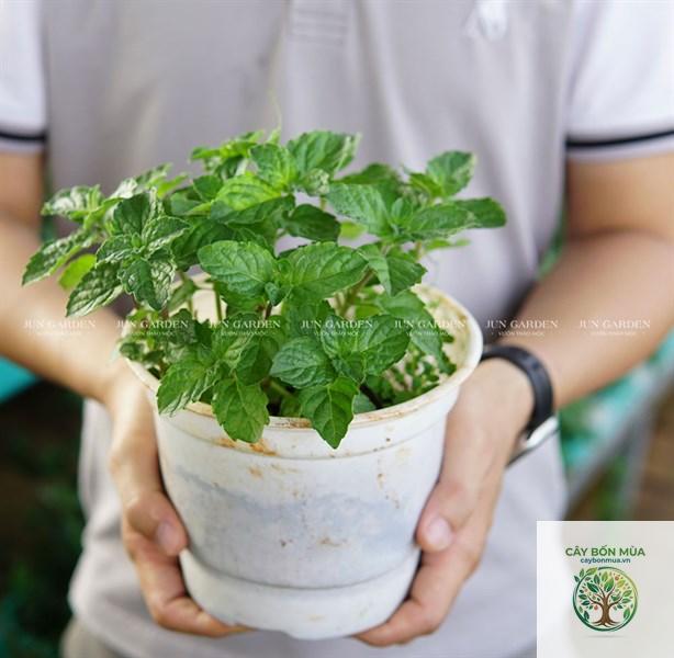 cây bạc hà cam - Image 3