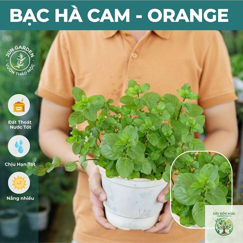 cây bạc hà cam - Image 4