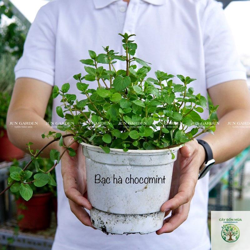 cây bạc hà chocolate - Image 4
