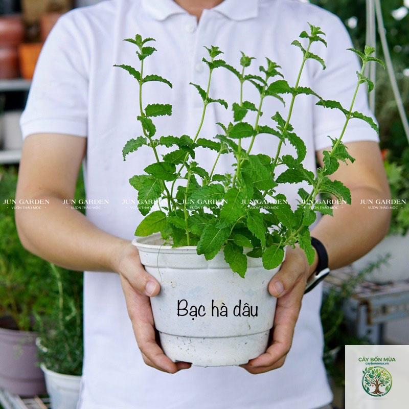 cây bạc hà dâu - Image 2