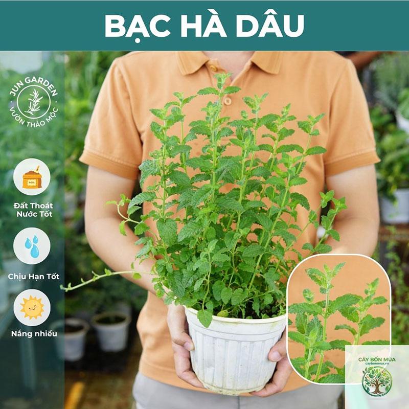 cây bạc hà dâu - Image 3