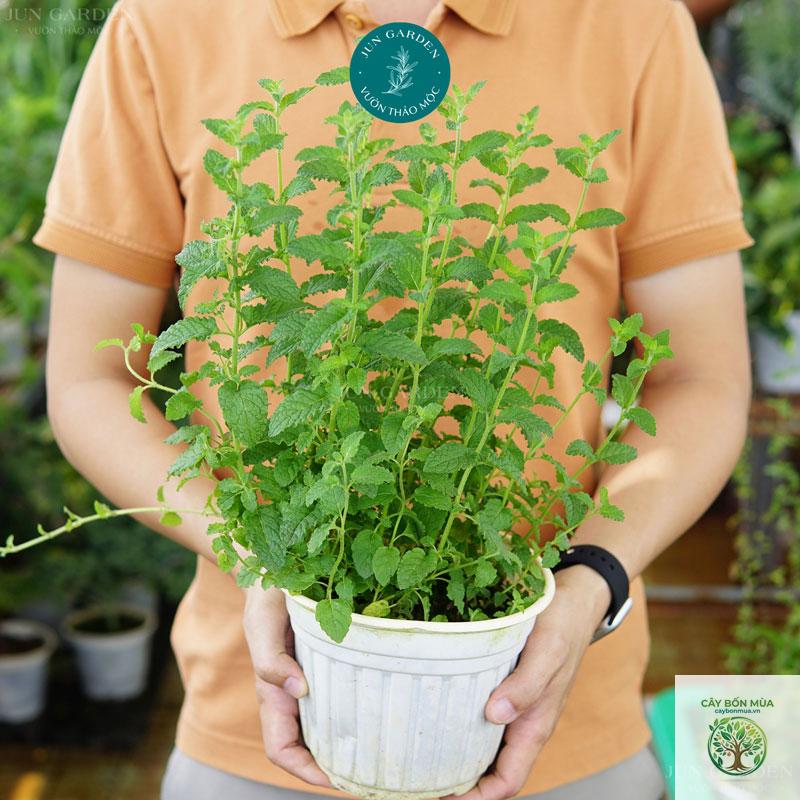 cây bạc hà dâu