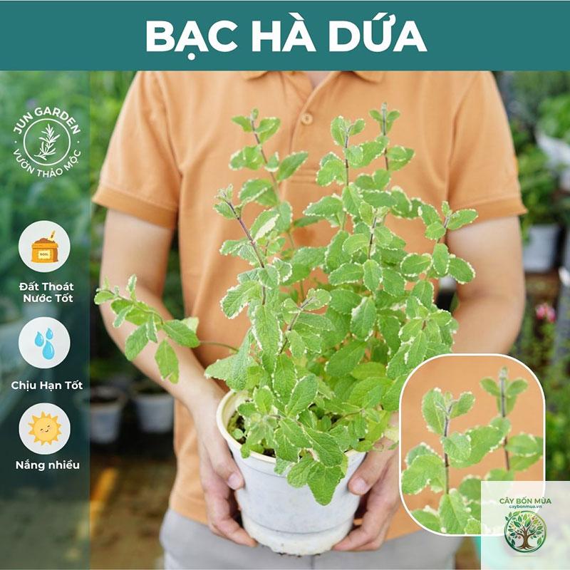 cây bạc hà dứa - Image 5