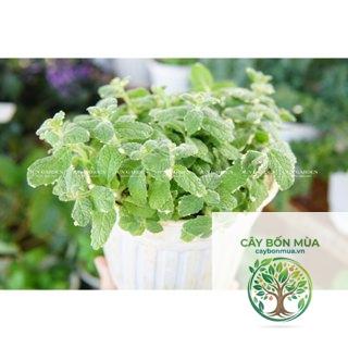 cây bạc hà dứa